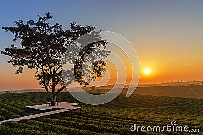 Alone tree on tea plantation and meadow in the morning on summer day. Stock Photo