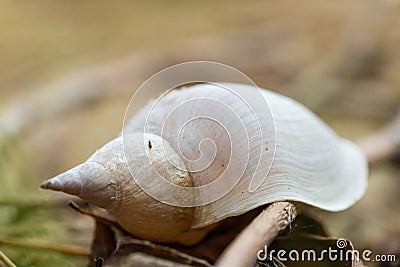 Alone white shell on a river bank. Close-up. Stock Photo