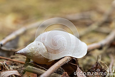 Alone white shell on a river bank. Close-up. Stock Photo