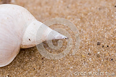 Alone white shell on a sand beach. Close-up. Stock Photo