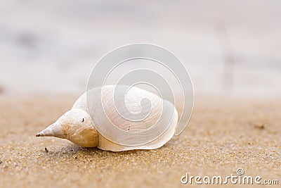 Alone white shell on a sand beach. Close-up. Stock Photo