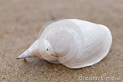 Alone white shell on a sand beach. Close-up. Stock Photo