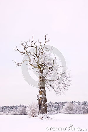 Alone winter tree Stock Photo