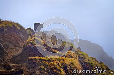 Alone Yak on foggy hill. Himalayan mountains. Nepal, Annapurna Stock Photo