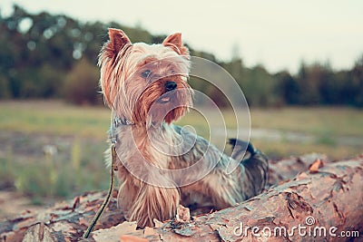 One dog of a Yorkshire terrier walks along a tree trunk and courageously explores the world of the wild forest Stock Photo