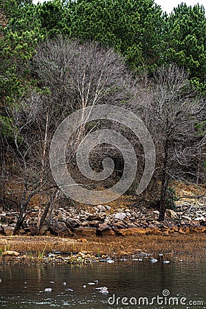 Along the Banks of the Neuse River Stock Photo