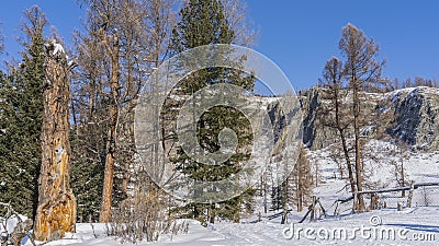 Along the road, trampled in the snow, there is a lopsided fence. Stock Photo