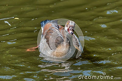 Alopochen aegyptiacus Egypt Nile goose or geese Stock Photo