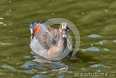 Alopochen aegyptiacus Egypt Nile goose or geese Stock Photo