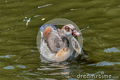 Alopochen aegyptiacus Egypt Nile goose or geese Stock Photo