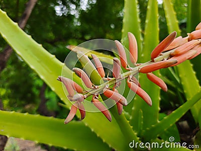 Alovira flower closup view. Stock Photo