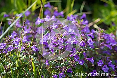 Alp basil thyme Stock Photo