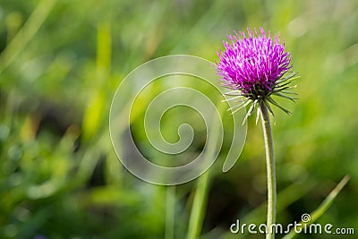 Alp thistle flower Stock Photo
