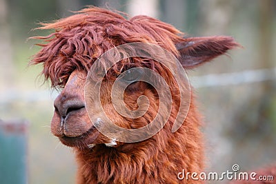 Alpaca Stock Photo