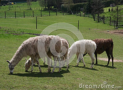 Alpaca Stock Photo