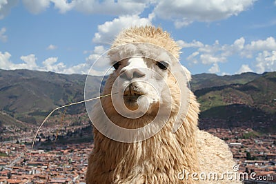 Alpaca Stock Photo