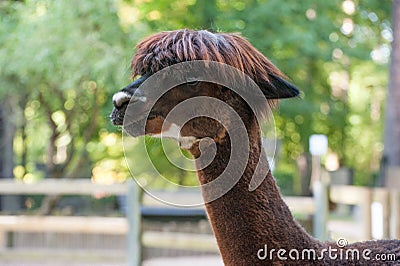 Alpaca Brown portrait. Cute animal Stock Photo