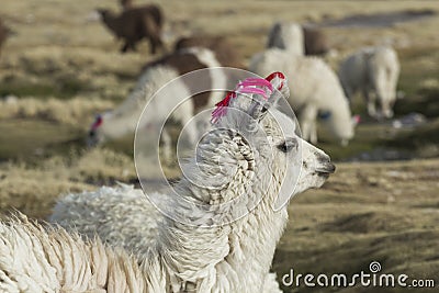 Alpaca at Colorado Lagoon, Salt Lake, Bolivia, South America. Stock Photo