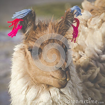 Alpaca at Colorado Lagoon, Salt Lake, Bolivia, South America. Stock Photo