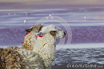 Alpaca at Colorado Lagoon, Salt Lake, Bolivia, South America. Stock Photo