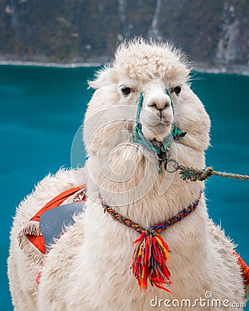 Cute alpaca in blue lake in Southamerica Stock Photo