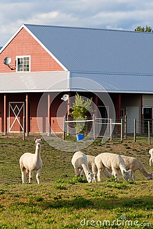 Alpaca farm. Stock Photo