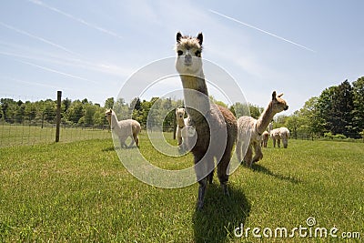 Alpaca Farm Stock Photo
