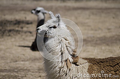 Alpaca Farm Stock Photo
