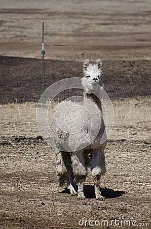 Alpaca Farm Stock Photo