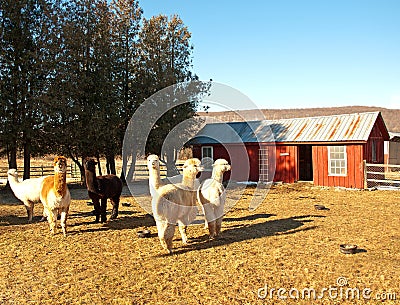 Alpaca farm Stock Photo