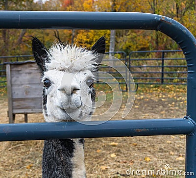 Alpaca, front view Stock Photo