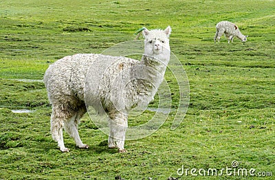 Alpaca Stock Photo