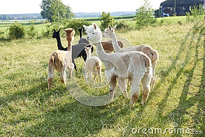 Alpaca group standing in field Stock Photo