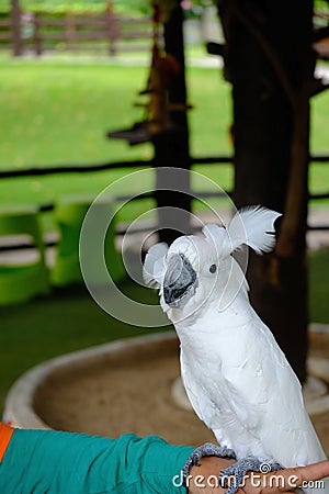 A funny white parrot in Alpaca Hill Stock Photo