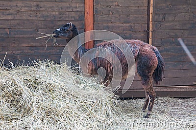 Alpaca, lama farm in Raksi zoo. Alpaca and lamas in spring. Travel photo 2019 Stock Photo