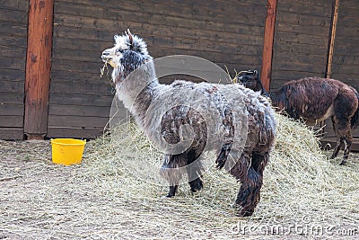 Alpaca, lama farm in Raksi zoo. Alpaca and lamas in spring. Travel photo 2019 Stock Photo