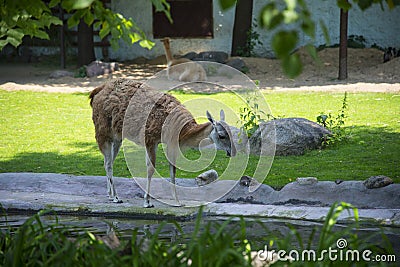 Alpaca Lama guanicoe in the Zoo Stock Photo