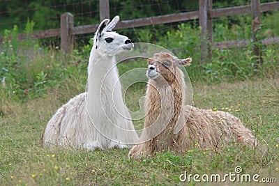 Alpaca lama lying down in field meadow farm agriculture livestock mammal Stock Photo