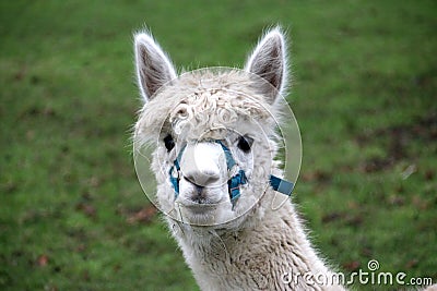 Alpaca lama mammal on a meadow at pet zoo Stock Photo