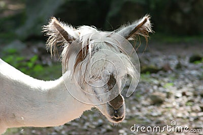 Alpaca (Lama pacos) Stock Photo