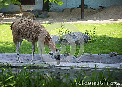 Alpaca in the Moscow Zoo Stock Photo