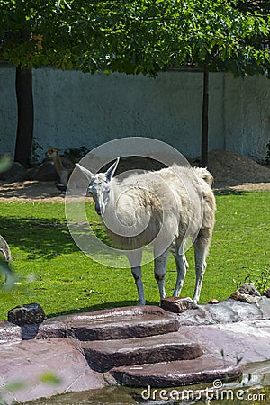 Alpaca in the Moscow Zoo Stock Photo