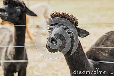 alpaca on natural background, llama on a farm, domesticated wild animal cute and funny with curly hair used for wool Stock Photo