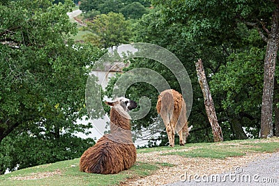 Alpaca is nibbling grass Stock Photo