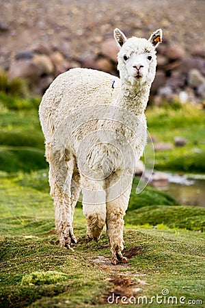 Alpaca, Peru Stock Photo