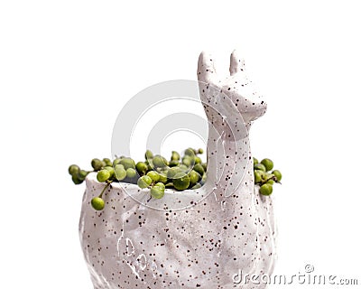 Alpaca planter with string of pearls closeup Stock Photo