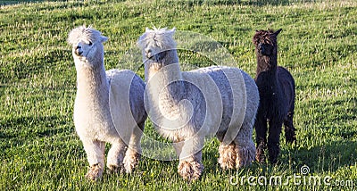 Alpaca portrait Stock Photo