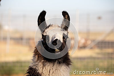 Lama portraits: sweet, funny face collection for animal lovers Stock Photo