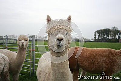 Alpaca Stock Photo