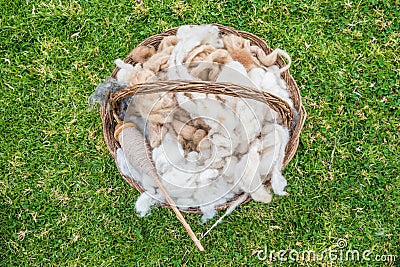 Alpaca wool peruvian Andes Cuzco Peru Stock Photo